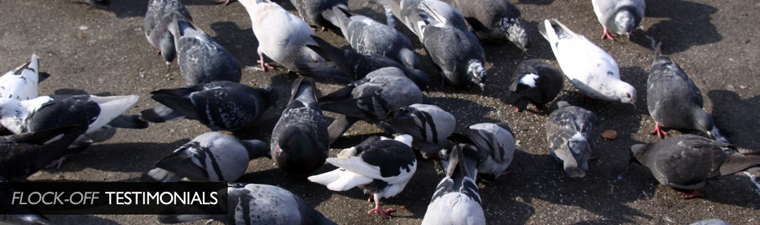 Flock Off Bird Deterrent Ltd Testimonials