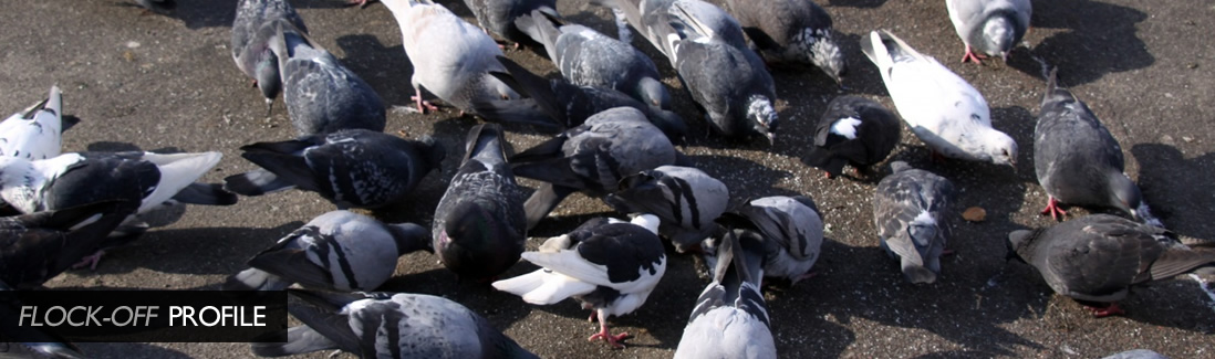 Flock Off Bird Deterrent Ltd Profile