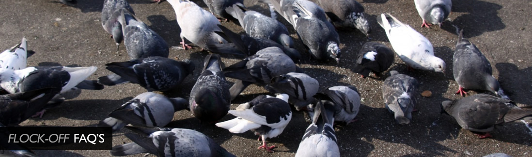 Flock Off Bird Deterrent Ltd FAQS