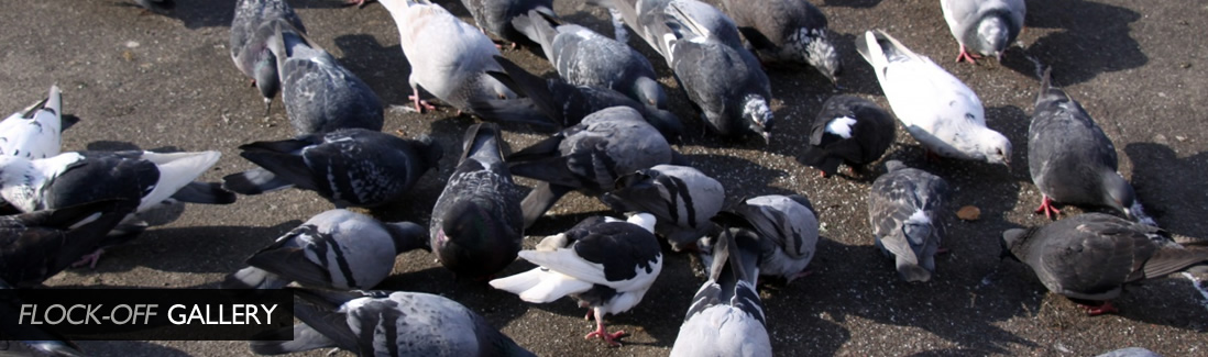 Flock Off Bird Deterrent Ltd Image Gallery